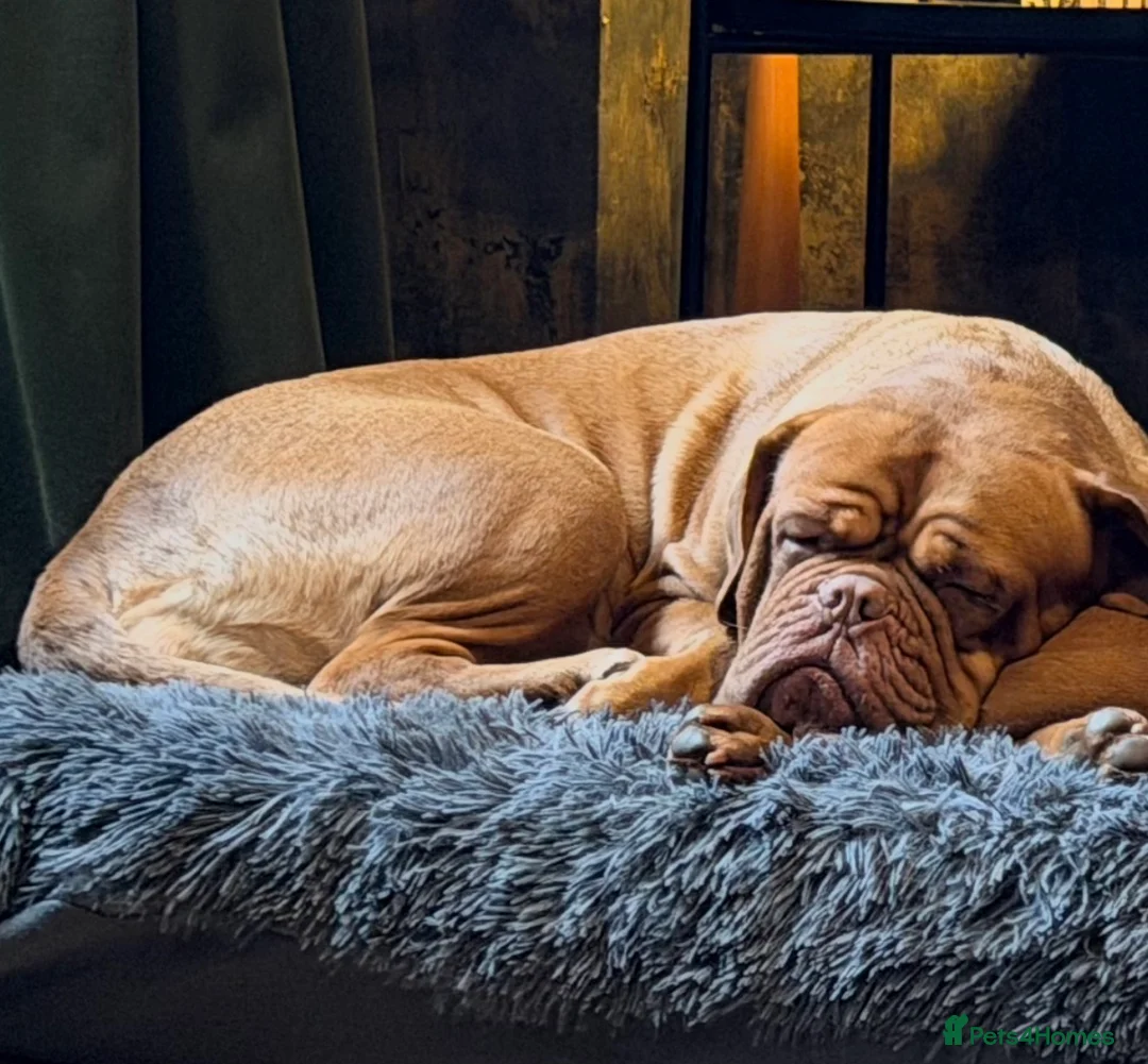 Dogue De Bordeaux dogs for sale: Dogue de Bordeaux girl 2.5 years old  - Advert 1