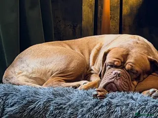 Dogue De Bordeaux dogs Dogue de Bordeaux girl 2.5 years old - Advert 9
