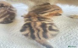 British Shorthair cats for sale: Gorgeous pure breed colour point and golden kitten - Image 32