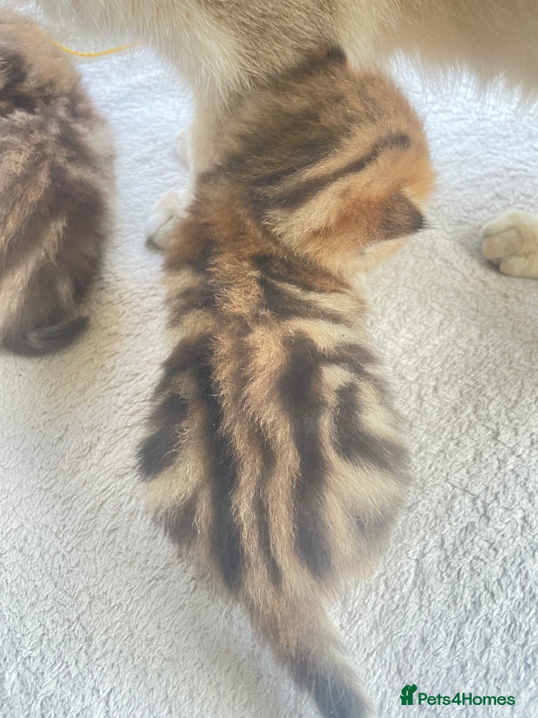 British Shorthair cats for sale: Gorgeous pure breed colour point and golden kitten - Image 32