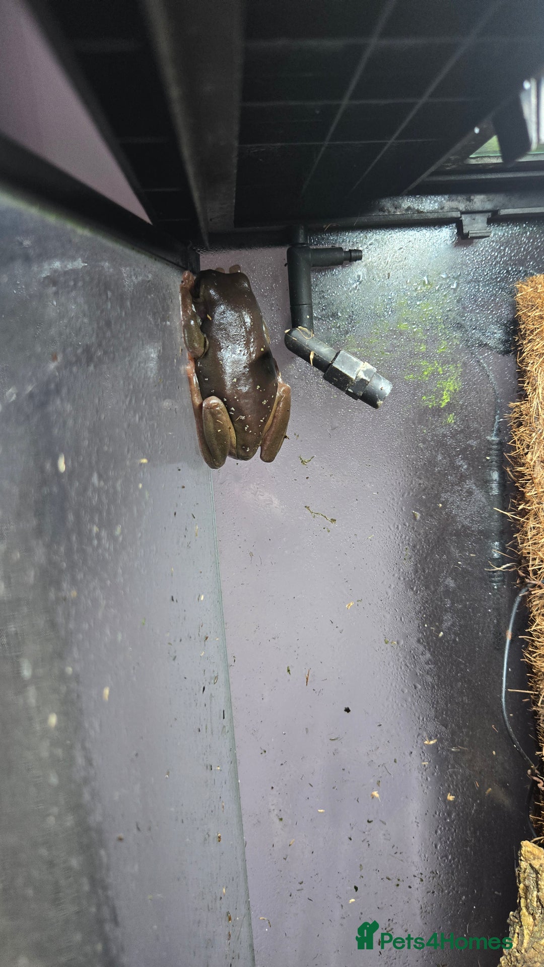 Frog reptiles for sale: 2x Male Whites tree frog and set up - Image 4