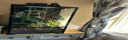 Gecko reptiles for sale: Gargoyle gecko in Stoke-on-Trent - Advert 11