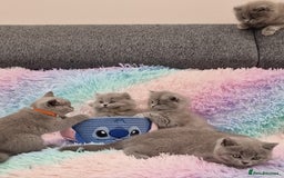 British Shorthair cats for sale: 💙British Shorthair and Long.. Blue kittens ❤️💛💚 - Image 9