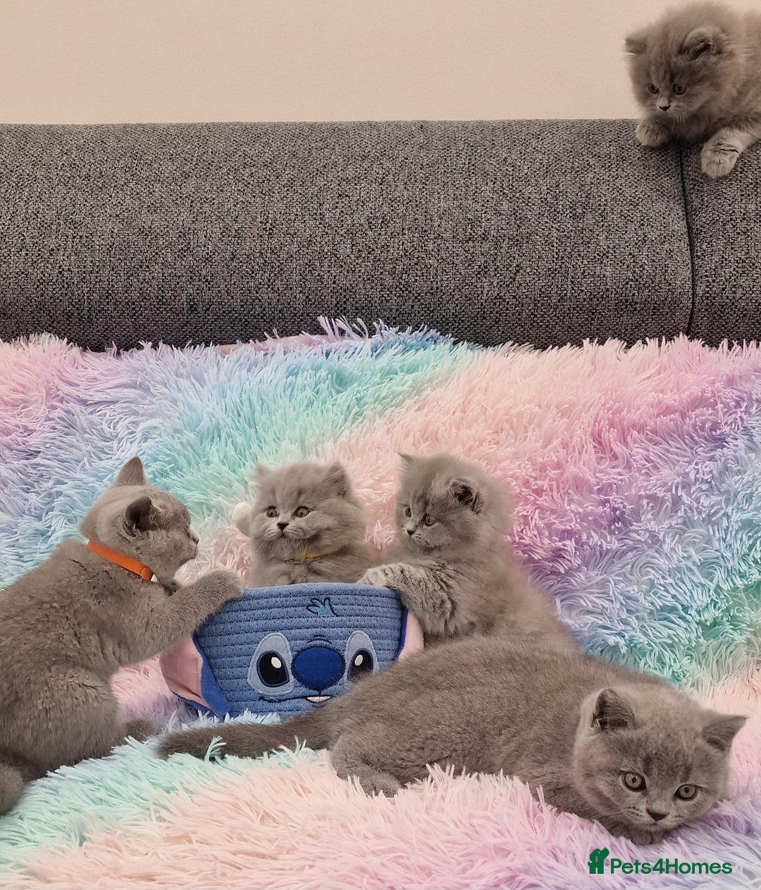 British Shorthair cats for sale: 💙British Shorthair and Long.. Blue kittens ❤️💛💚 - Image 9
