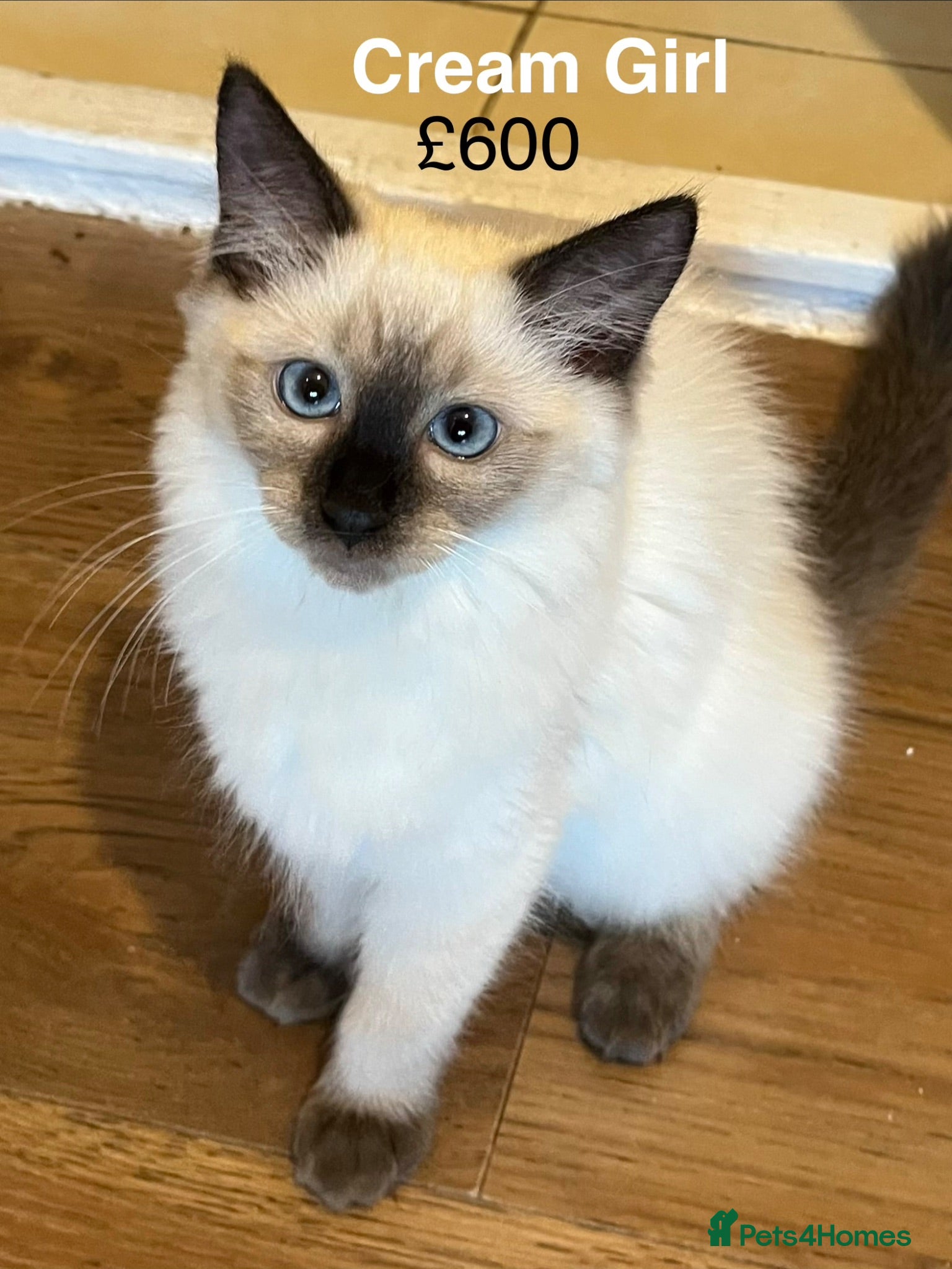 Ragdoll cats 💖Fabulous Pure Ragdoll Kittens Waiting for Love❤️ - Advert 1
