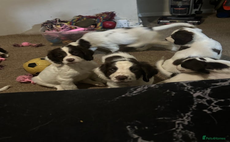 English Springer Spaniel dogs - Advert 1