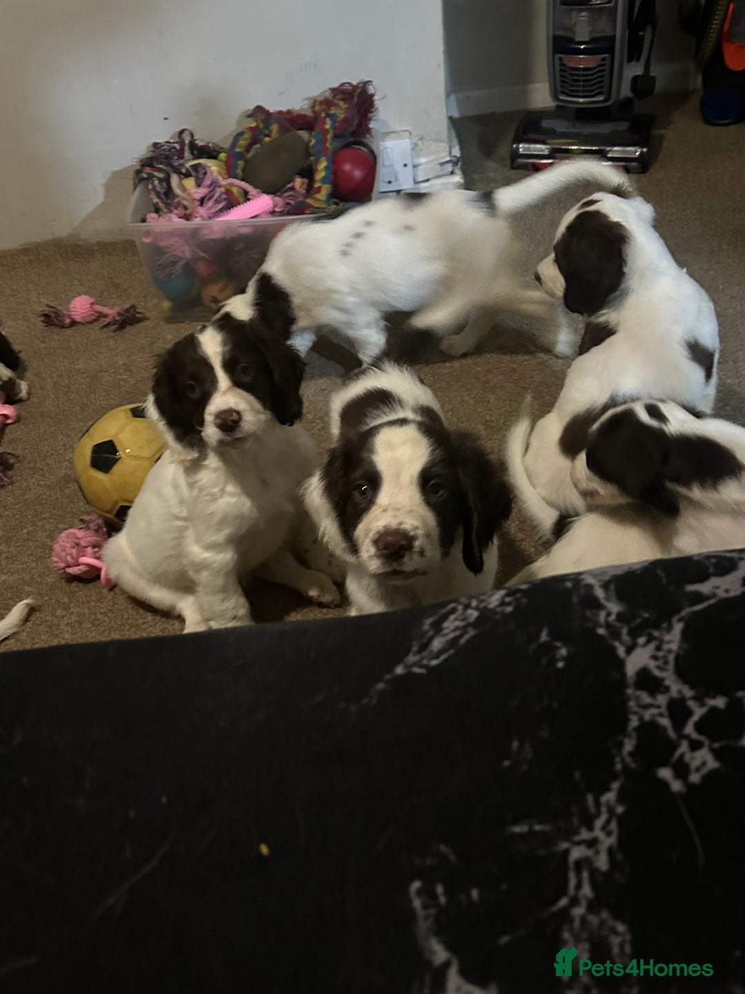 English Springer Spaniel dogs for sale: 7 beautiful springer spaniels - Image 1