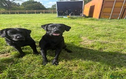 Labrador Retriever dogs for sale: Labrador  - Image 10