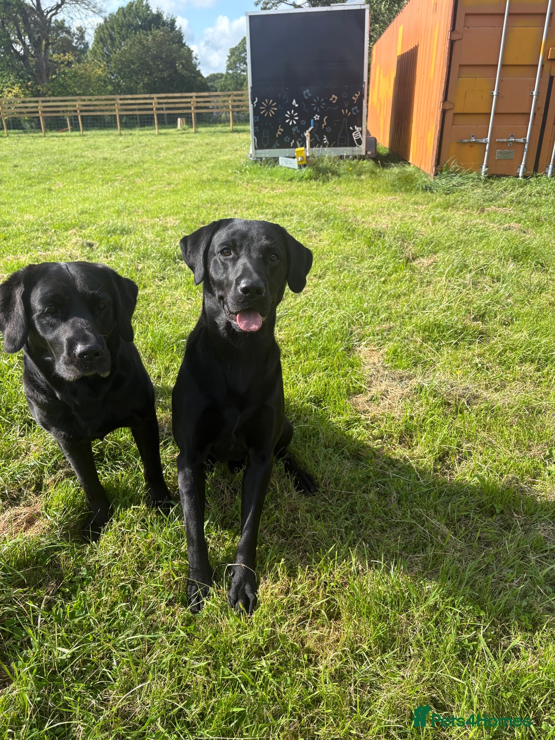 Labrador Retriever dogs for sale: Labrador  - Image 10