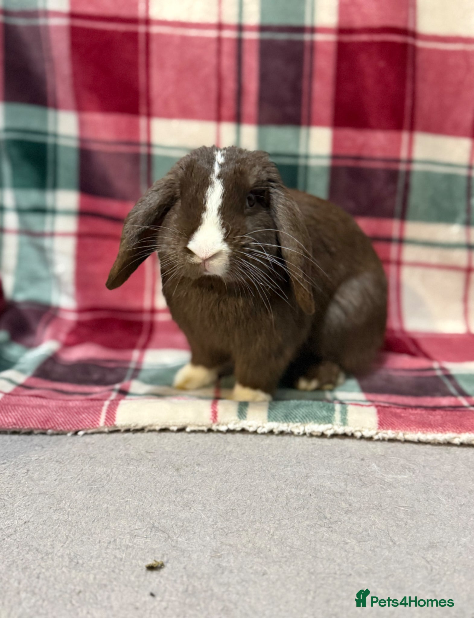 Mini Lop rabbits 🐰Beautiful Pure Mini Lop Rabbit🐰 - Advert 1