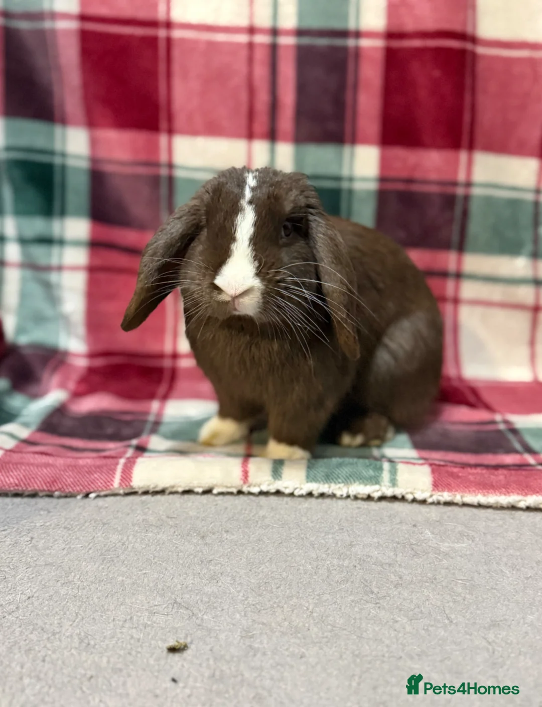 Mini Lop rabbits for sale: 🐰Beautiful Pure Mini Lop Rabbit🐰 - Advert 1