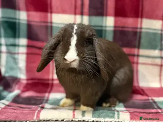 Mini Lop rabbits 🐰Beautiful Pure Mini Lop Rabbit🐰 - Advert 1