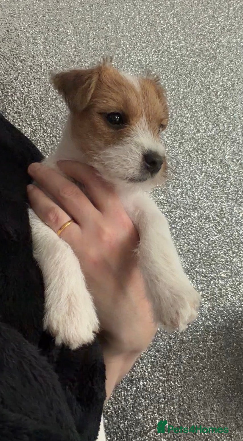 Parson Russell dogs Parson Pup - Advert 2