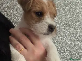 Parson Russell dogs Parson Pup - Advert 2