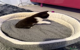 Mixed Breed cats for sale: Black and whit kitten  - Image 2