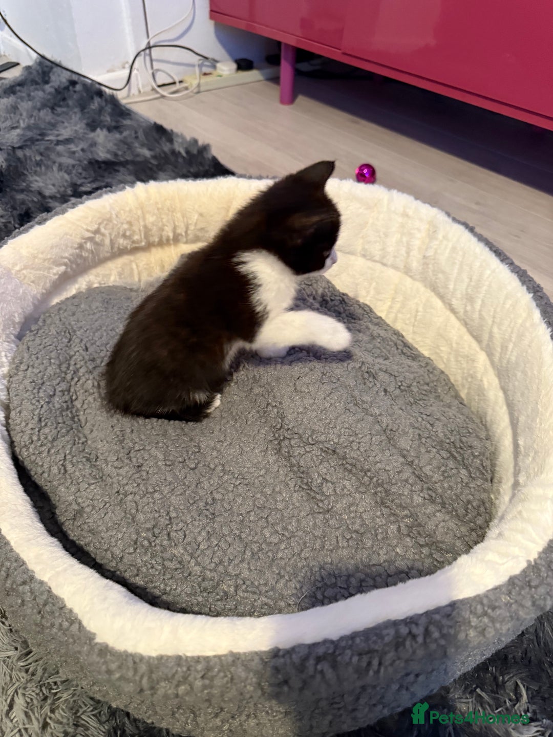Mixed Breed cats for sale: Black and whit kitten  - Image 2