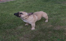 French Bulldog dogs for stud: Standard Fawn French Bulldog Stud. Silver Tested!! - Image 5