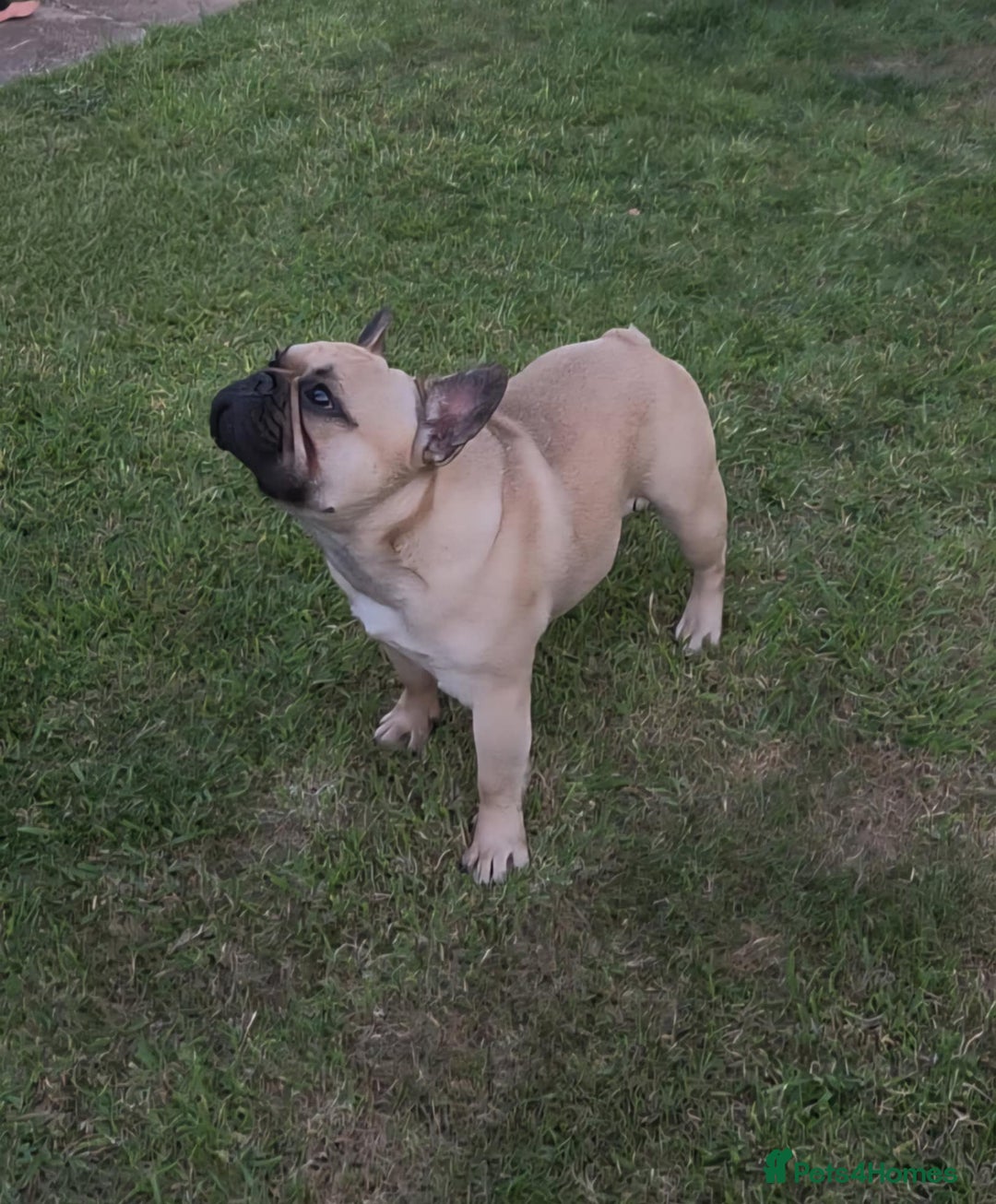 French Bulldog dogs for stud: Standard Fawn French Bulldog Stud. Silver Tested!! - Image 5