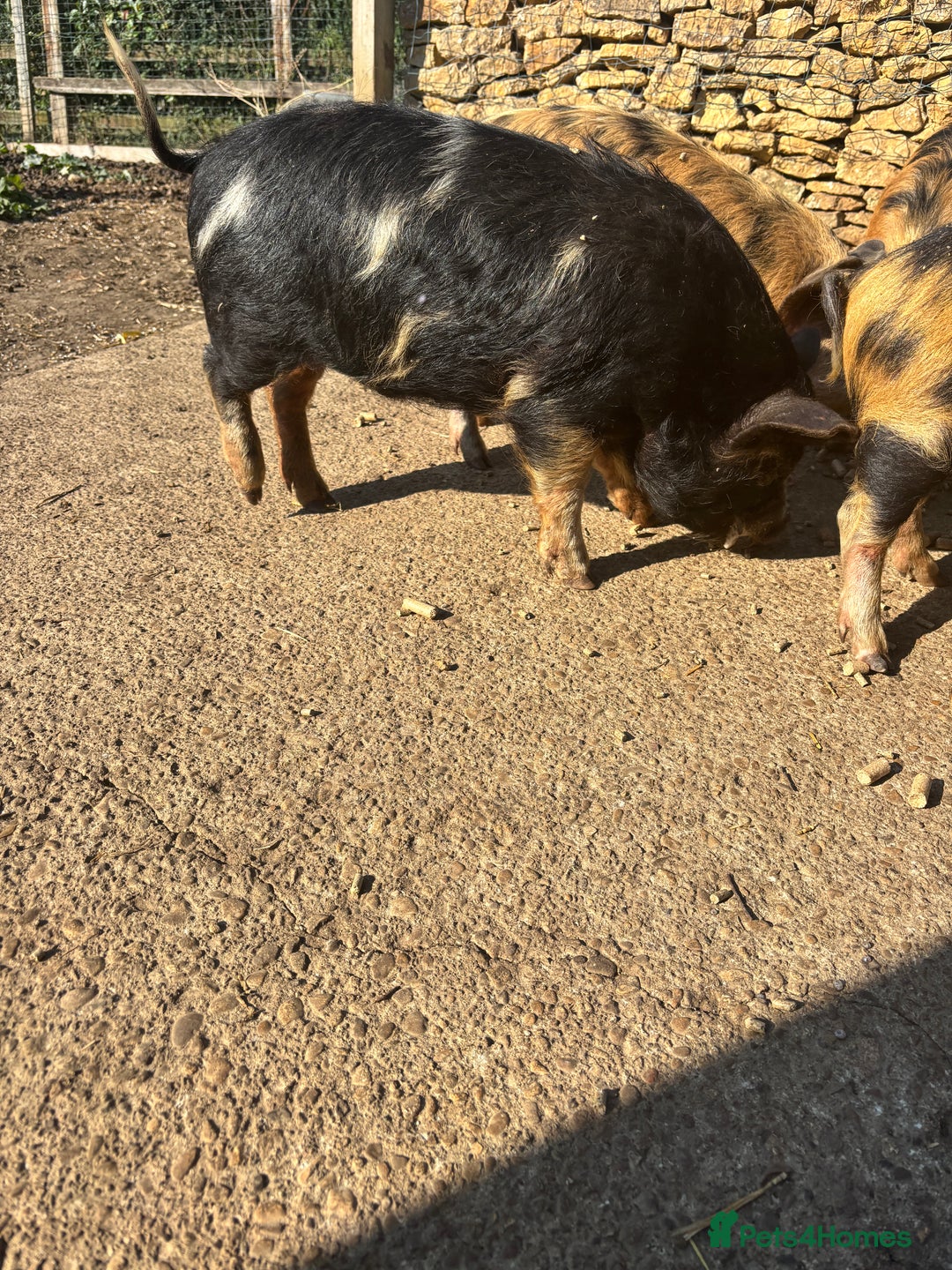 Pig livestock for sale: Gorgeous Kune Kune Piglets for sale - Image 4