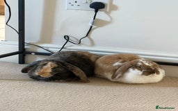 Mini Lop rabbits for sale: Female and male bonded rabbits for sale - Image 4