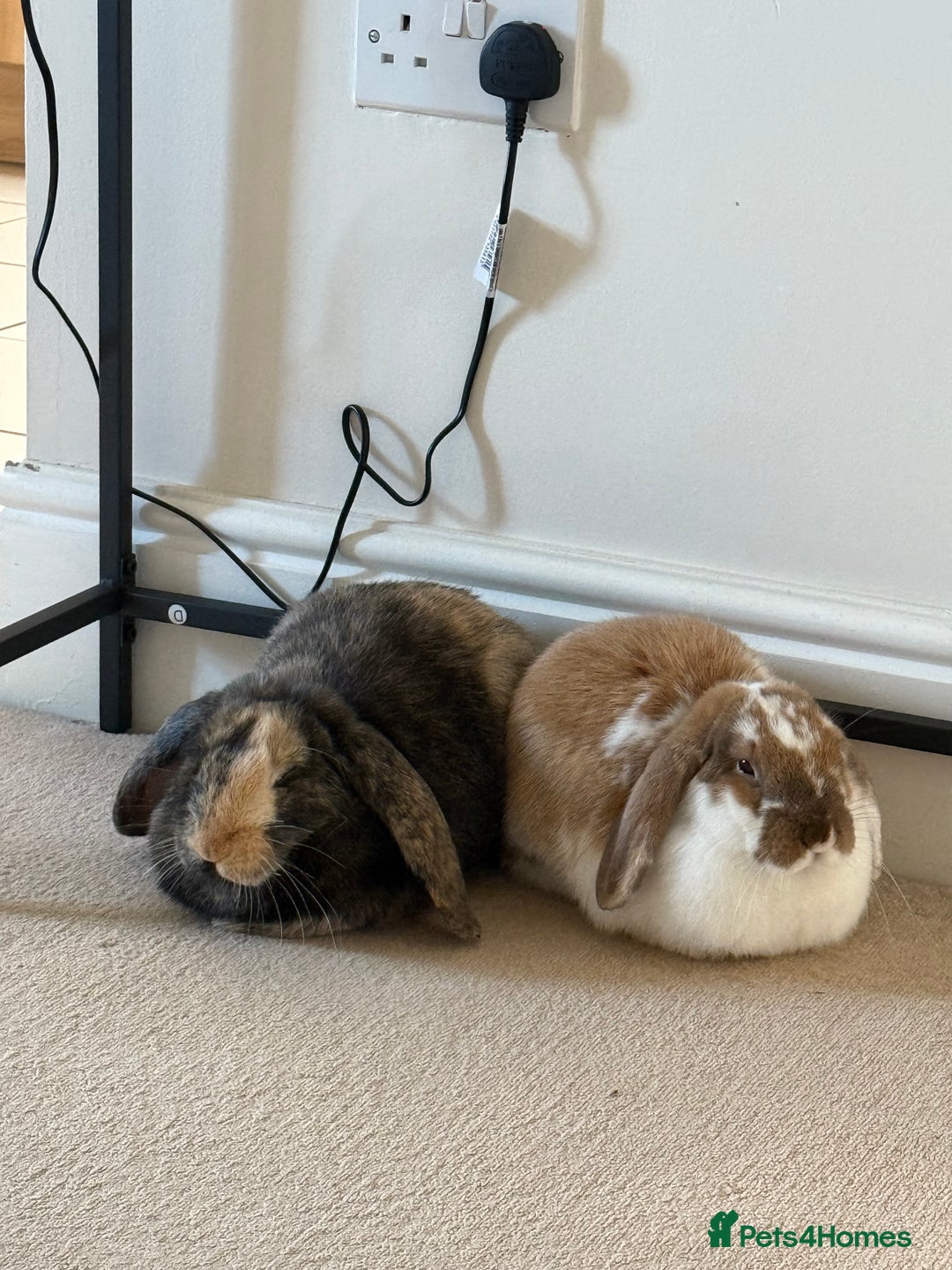 Mini Lop rabbits for sale: Female and male bonded rabbits for sale - Image 4
