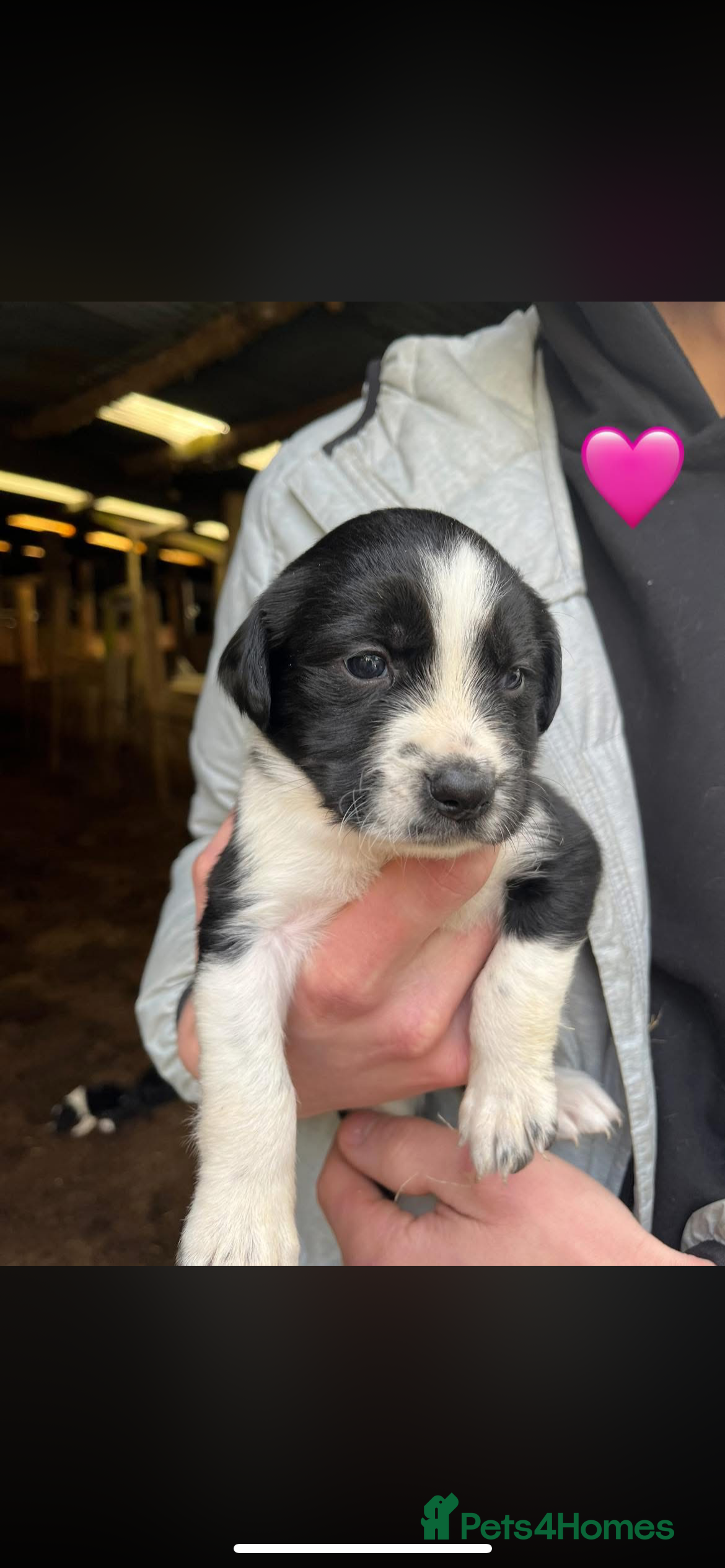 Sprollie dogs Sprollie puppies  - Advert 1