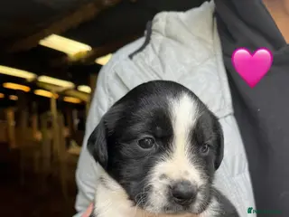 Sprollie dogs Sprollie puppies - Advert 13