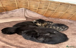 Mixed Breed cats for sale: Russian blue cross black and tabby kittens  - Image 11