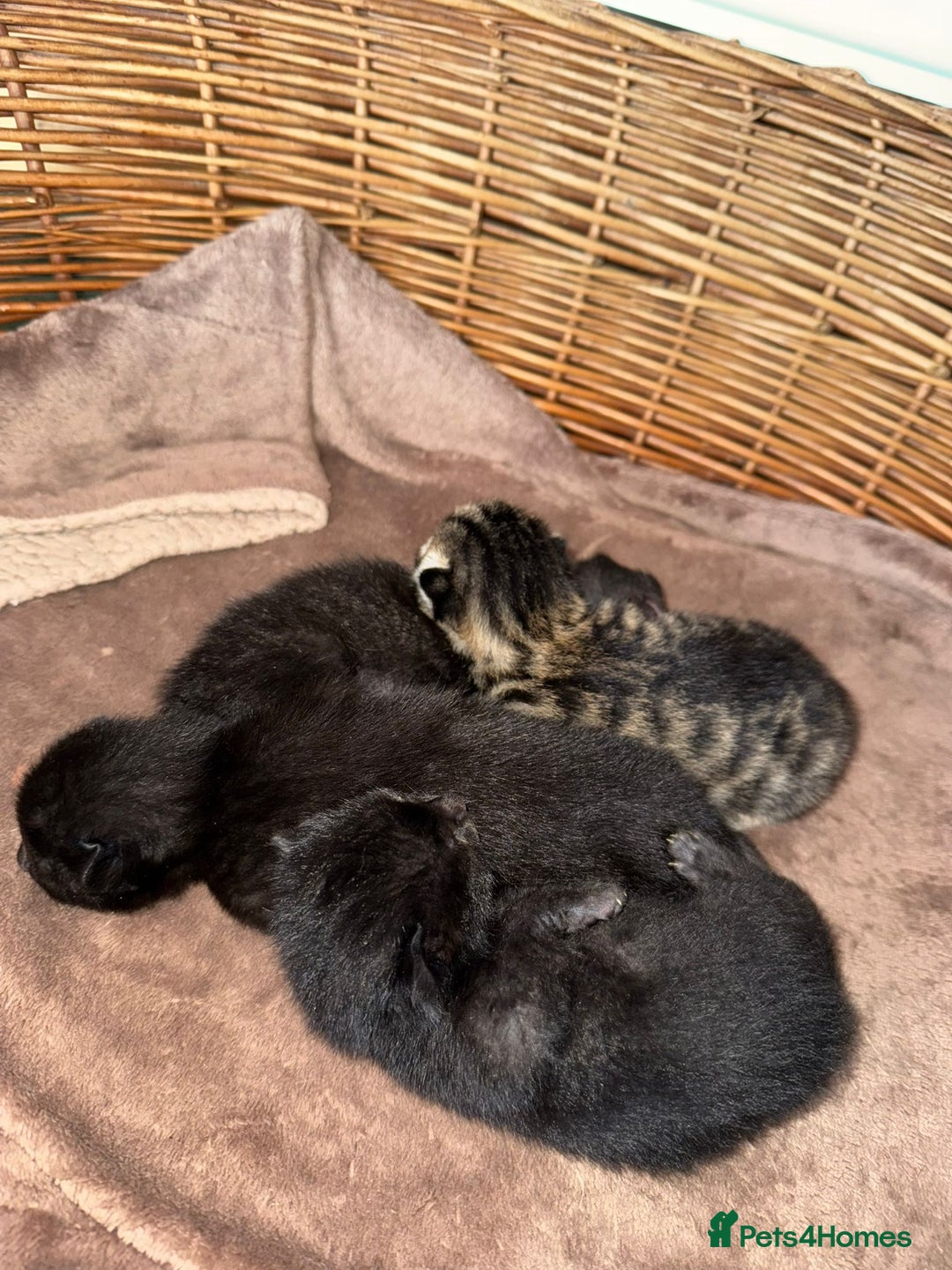Mixed Breed cats for sale: Russian blue cross black and tabby kittens  - Image 11