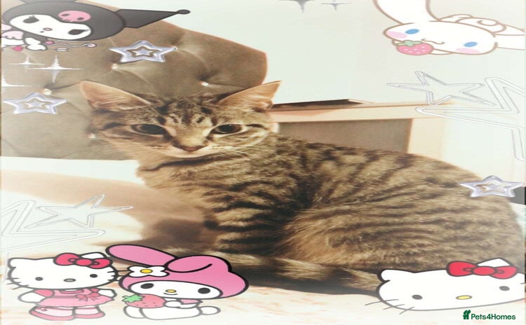 American Shorthair cats - Advert 2