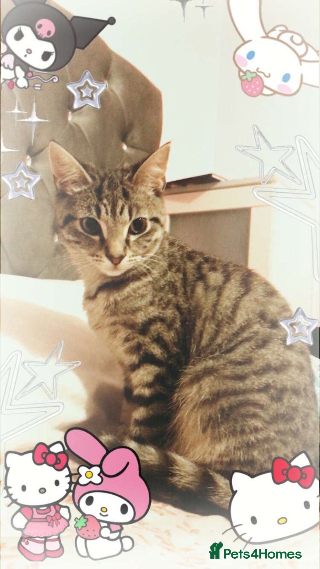 American Shorthair cats for sale: Miss Miffy - Image 1