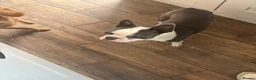 Boston Terrier dogs for stud: Boston Terrier for Stud - Advert 2