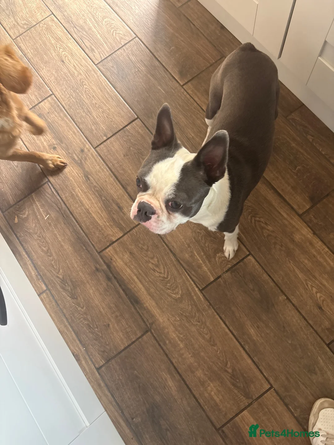 Boston Terrier dogs for stud: Boston Terrier for Stud - Advert 2