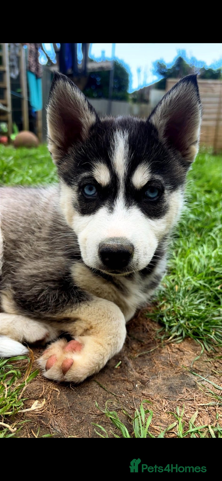 Pomsky dogs ❤️ POMSKY PUPPIES READY NOW ❤️ - Advert 1
