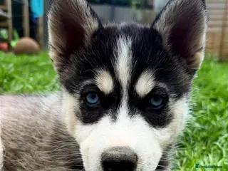 Pomsky dogs ❤️ POMSKY PUPPIES READY NOW ❤️ - Advert 4