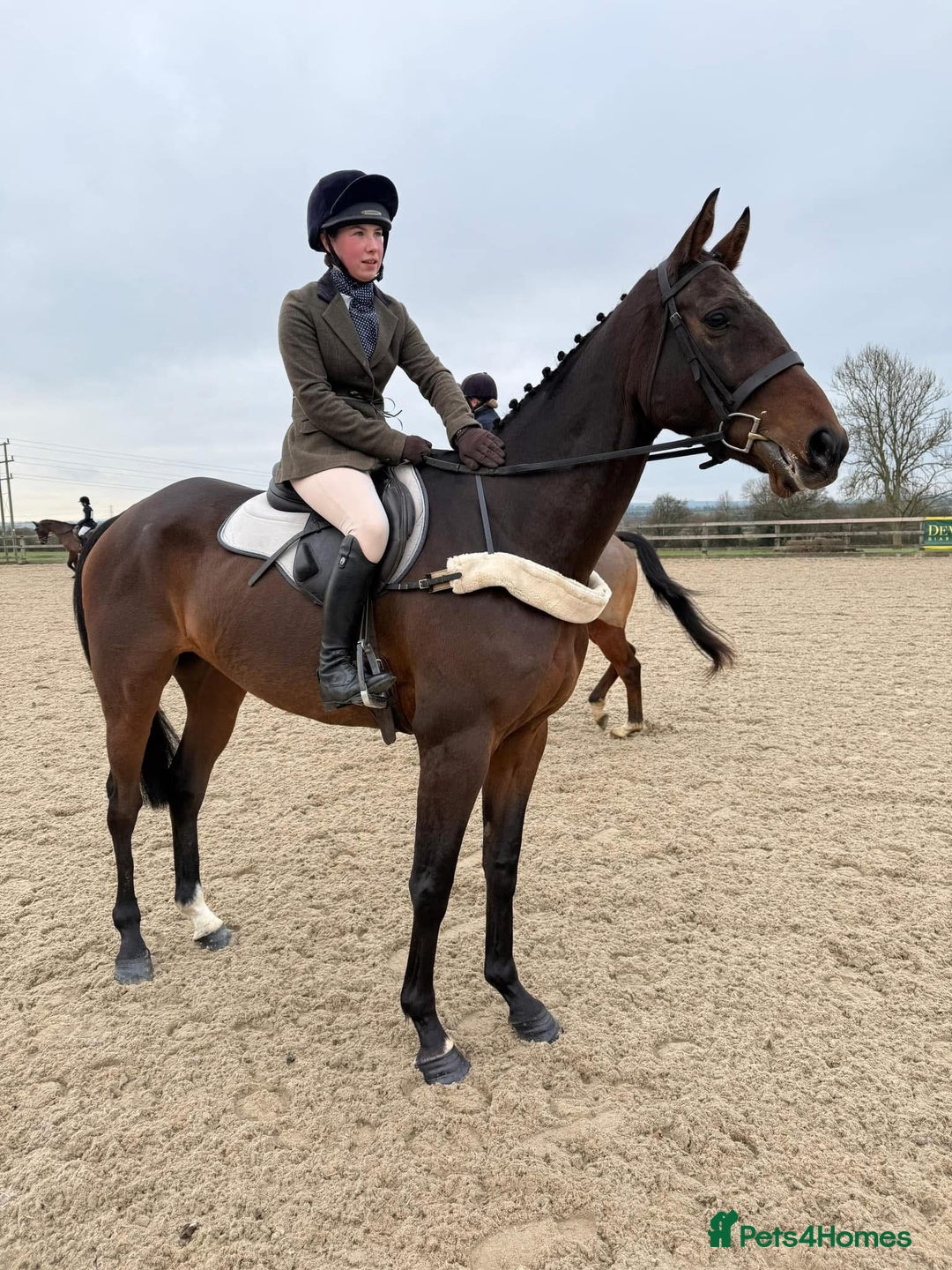 Irish Thoroughbred horses for sale: Athletic And Capable Allrounder  - Advert 4