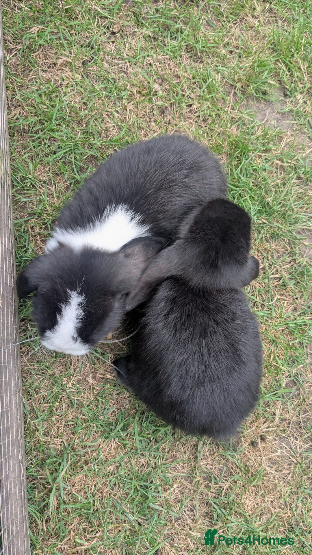 Mini Lop rabbits for sale: Mini lop babies  - Image 8