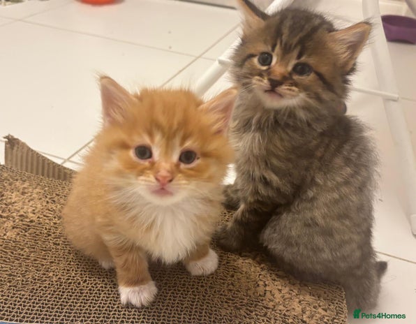 Mixed Breed cats - Advert 1