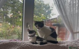 British Shorthair cats for sale: 2 Male kittens available  - Image 1