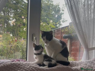 British Shorthair cats - Advert 24