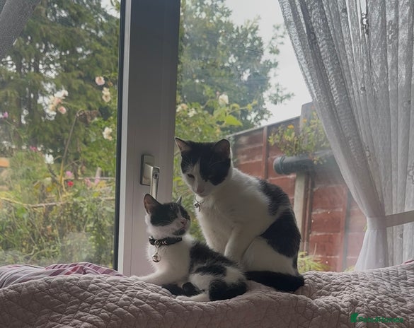 British Shorthair cats - Advert 1