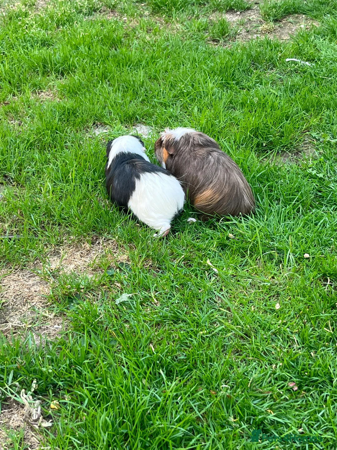 Guinea Pig rodents for sale: 4yr old Guinea pig for rehoming  - Advert 2