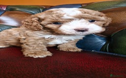 Cavapoo dogs for sale: Gorgeous f1b Cavapoo puppys.Health tested parents  - Image 20