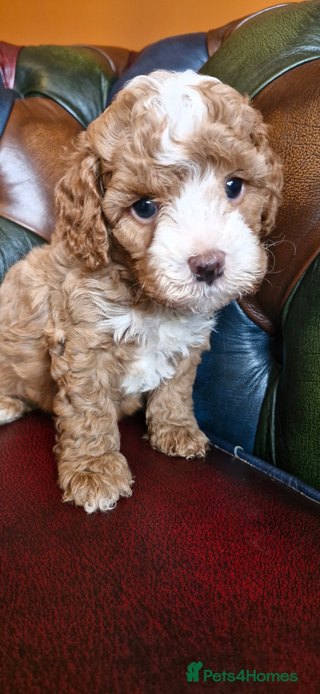 Cavapoo dogs for sale: Gorgeous f1b Cavapoo puppys.Health tested parents  - Image 20