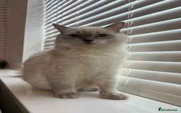 Ragdoll cats for sale: Friendly Ragdoll identical male kittens  - Image 12