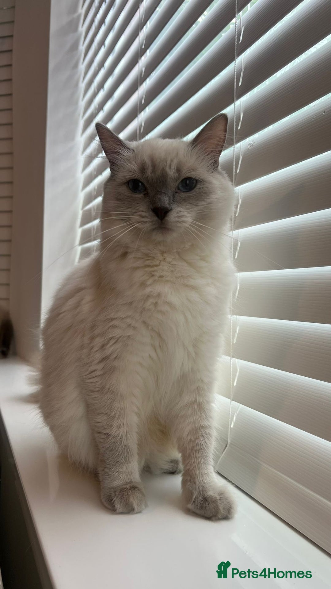 Ragdoll cats for sale: Friendly Ragdoll identical male kittens  - Image 12