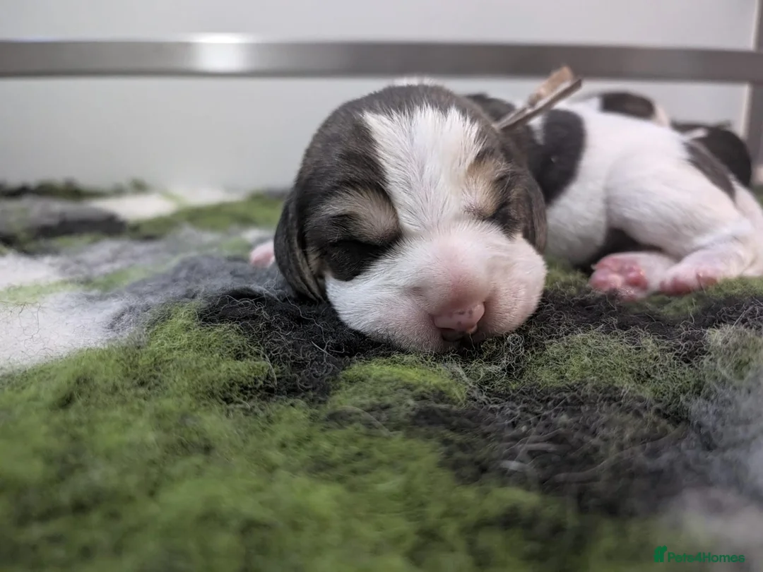 Beagle dogs for sale: Kc registered champion show line beagle puppies  - Advert 1