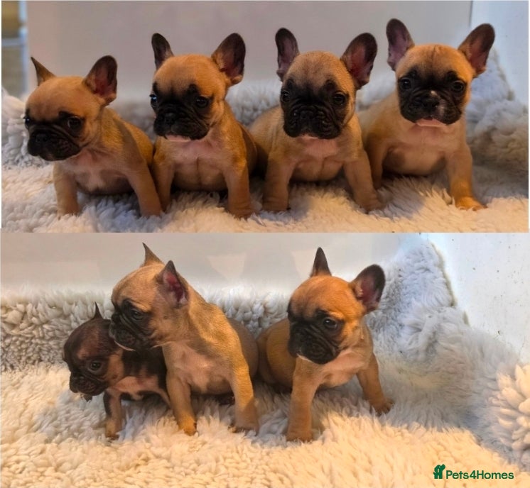 French Bulldog dogs for sale: Kc reg french bulldog puppies - Advert 1