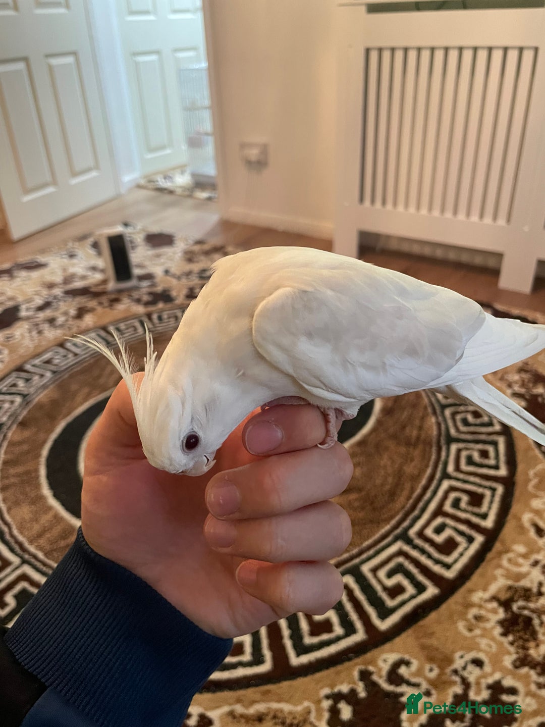 Cockatiels birds for sale: Male and female tame white cocktails for sell  - Advert 8