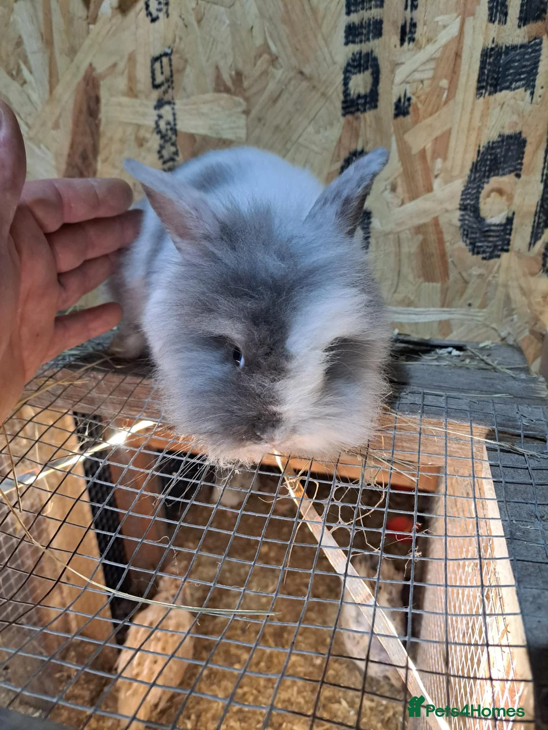 Mixed Breed rabbits for sale: Lion head cross with New zealand white - Advert 1